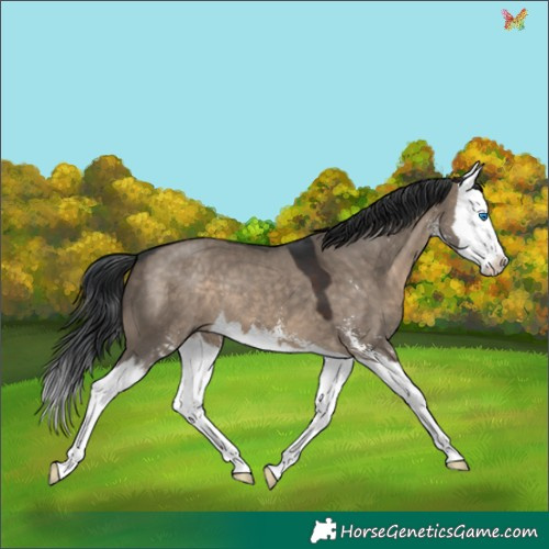 Horse Color:Brown Dun Sabino Splash 