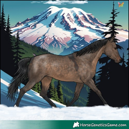 Horse Color:Brown Dun 