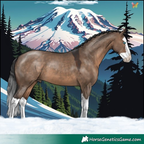 Horse Color:Brown Dun Splash 