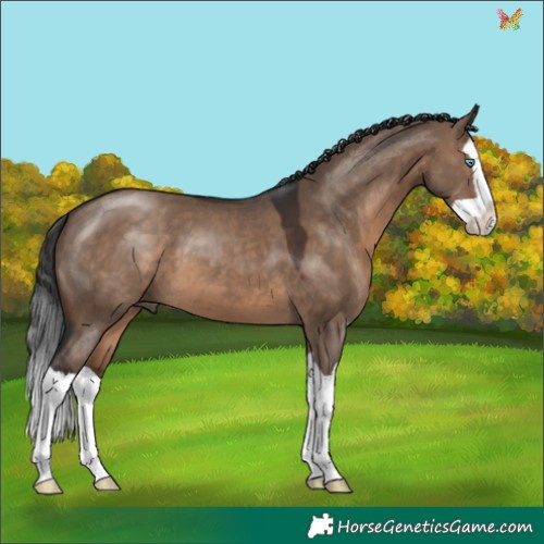 Horse Color:Brown Dun Splash 