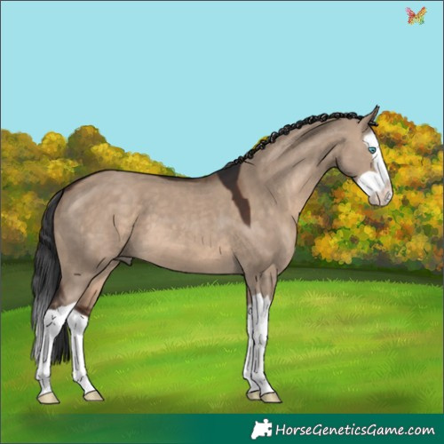 Horse Color:Brown Dun Splash 