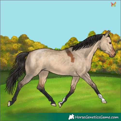 Horse Color:Bay Dun 