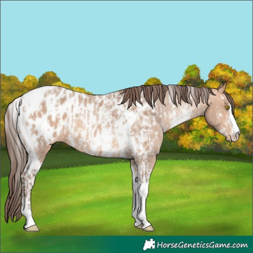 Horse Color:Amber Champagne Sabino Tobiano Appaloosa  and Amber Champagne Sabino Tobiano Appaloosa 