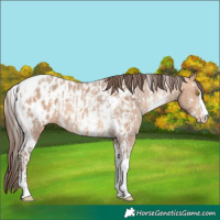 Horse Color:Amber Champagne Sabino Tobiano Near Leopard  and Amber Champagne Sabino Tobiano Blanket 