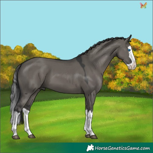Horse Color:Grullo Splash 