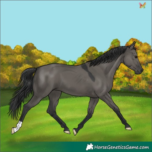 Horse Color:Grullo 
