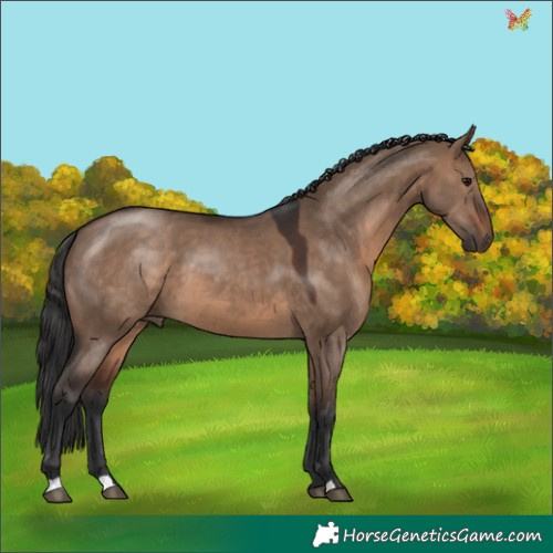 Horse Color:Brown Dun 