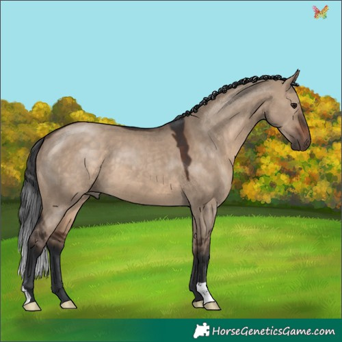 Horse Color:Brown Dun 
