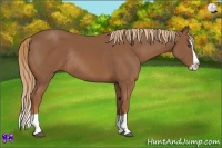 Horse Color:Chestnut Splash Rabicano 