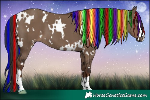 Horse Color:Painted White Spotted Liver Red Dun 