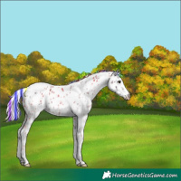 Horse Color:Painted White Spotted Silver Brown Ice Tobiano Leopard Rabicano