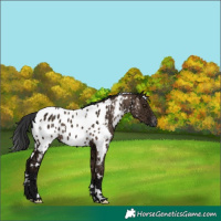 Horse Color:White Spotted Liver Red Dun Ice Blanket