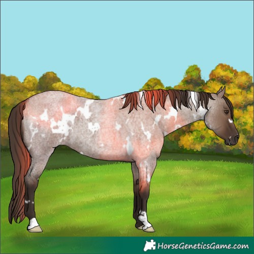Horse Color:White Spotted Liver Red Dun Roan