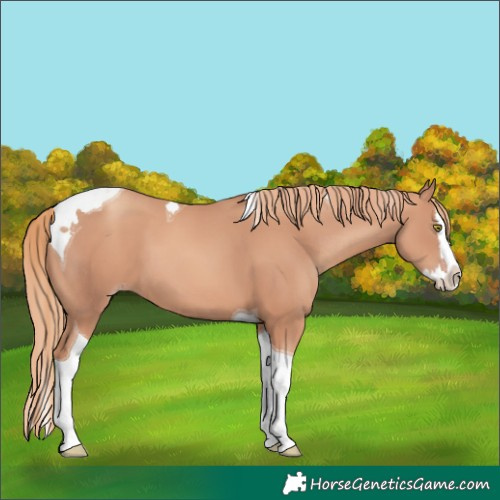 Horse Color:Gold Champagne Splash Tobiano 