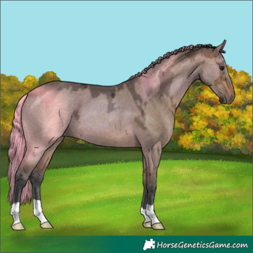 Horse Color:Brown Ice Dun 