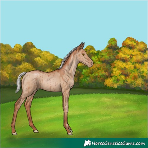 Horse Color:Silver Grullo Pearl Brindle 