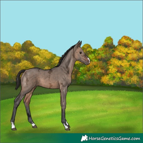 Horse Color:Brown Ice Dun 