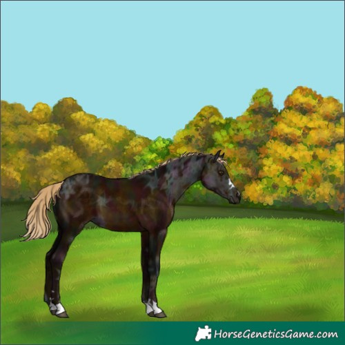 Horse Color:Midnight Chocolate Palomino Ice 
