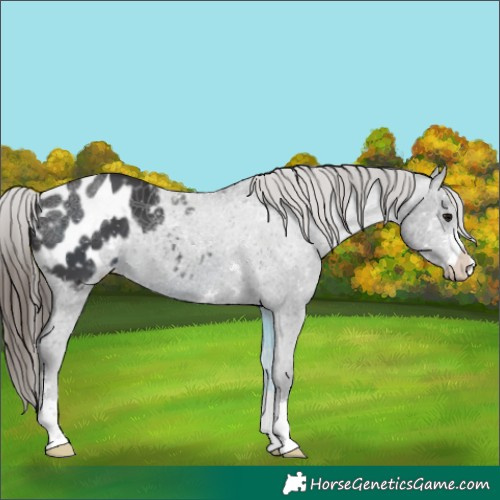 Horse Color:Smoky Black Appaloosa 