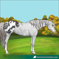 Horse Color:Smoky Black Appaloosa