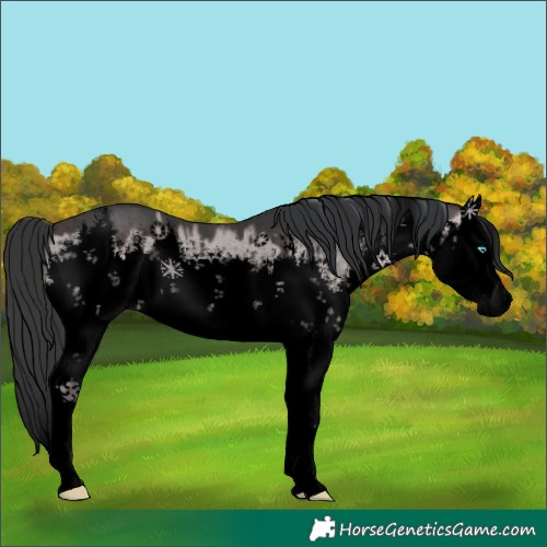 Horse Color:Void Platinum White Spotted Brown Dun Splash Rabicano Brindle 