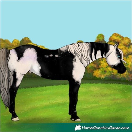 Horse Color:Void Perlino Splash Tobiano 