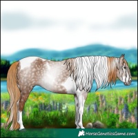 Horse Color:Gray Chestnut Splash Tobiano 