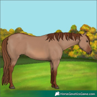 Horse Color:Red Dun Rabicano