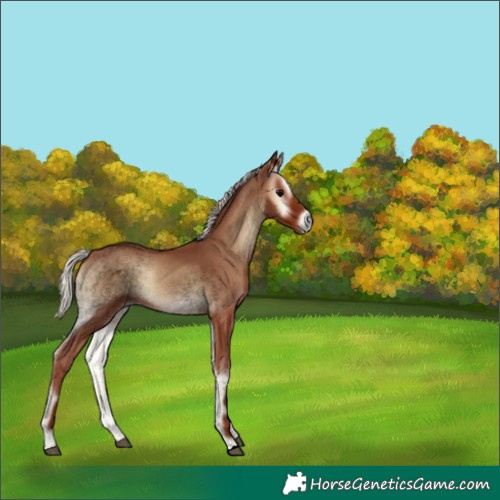 Horse Color:Void Silver Blue Onyx 