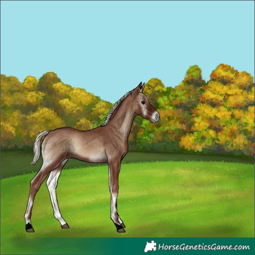 Horse Color:Void Silver Blue Onyx 