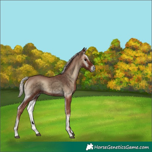 Horse Color:Void Silver Blue Onyx 