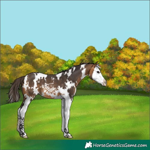 Horse Color:White Spotted Buckskin Splash 