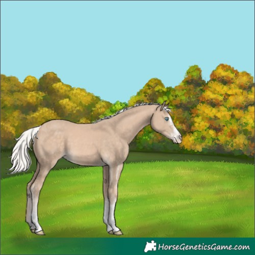 Horse Color:White Spotted Silver Perlino 
