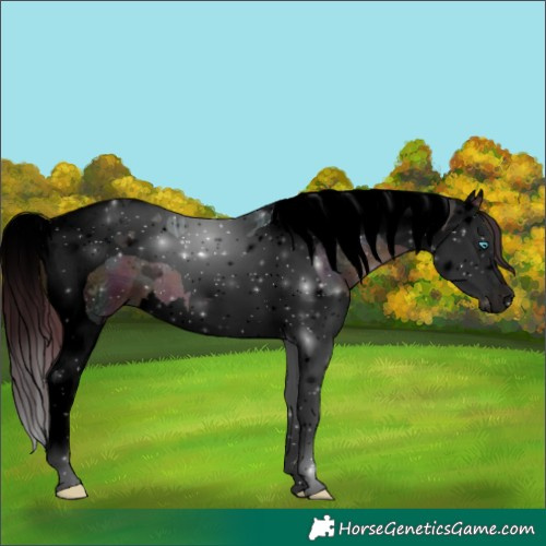Horse Color:Void White Spotted Midnight Buckskin Ice Splash Tobiano 