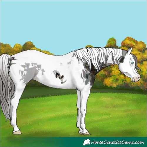 Horse Color:Midnight Buckskin Ice Splash Tobiano 
