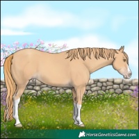 Horse Color:Gold Champagne Splash Tobiano