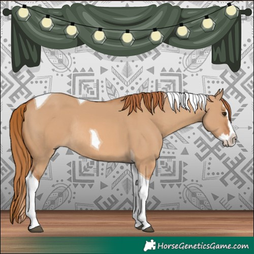 Horse Color:Red Dun Splash Tobiano Rabicano 