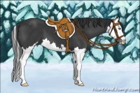 Horse Color:Black Sabino Splash 