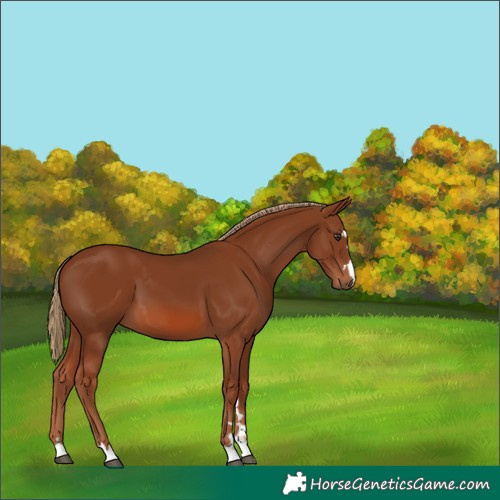 Horse Color:Chestnut 