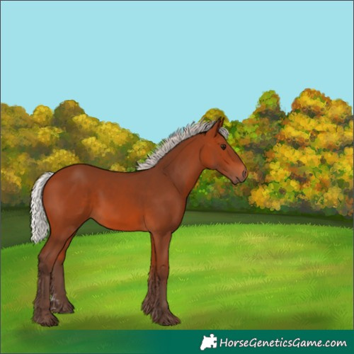 Horse Color:Silver Bay 