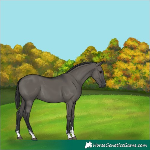 Horse Color:Grullo 