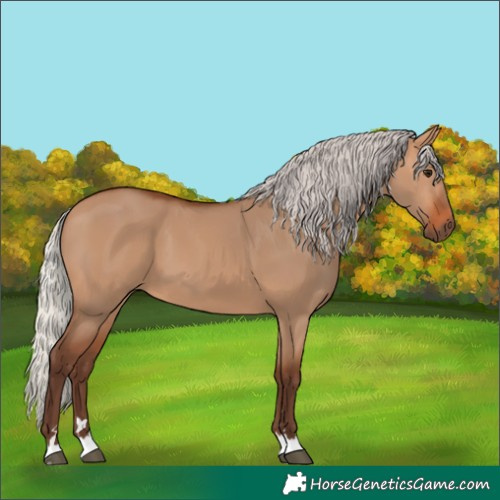 Horse Color:Silver Bay Dun 