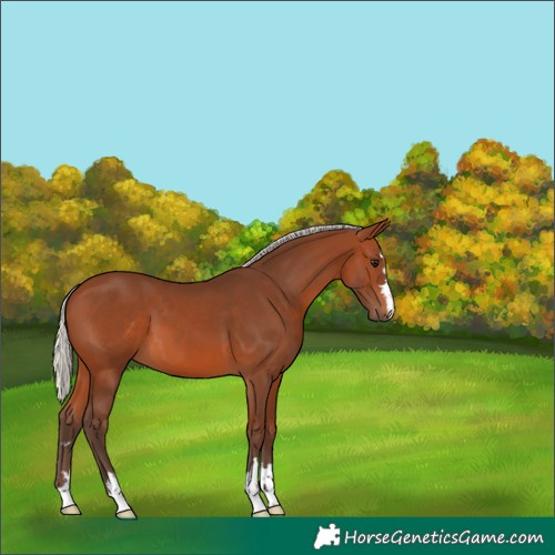Horse Color:Silver Brown 