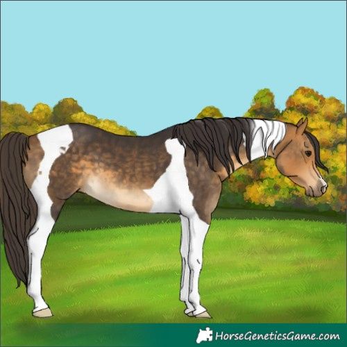 Horse Color:Buckskin Tobiano 