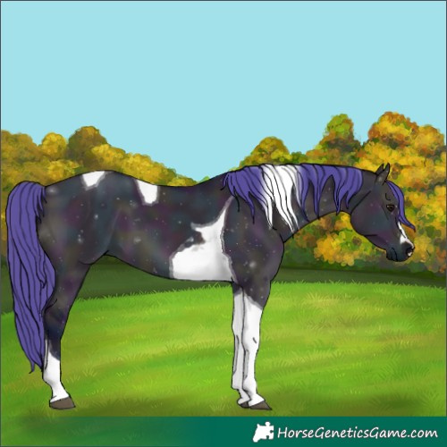 Horse Color:Watercolor Midnight Brown Dun Tobiano 