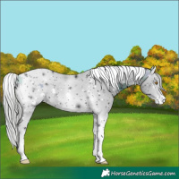 Horse Color:ERROR: UNKNOWN ANOMALY