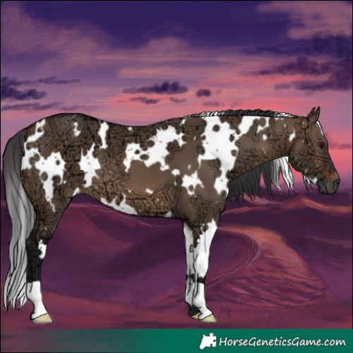 Horse Color:White Spotted Brown Ice Dun 