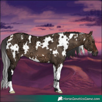 Horse Color:White Spotted Brown Ice Dun 
