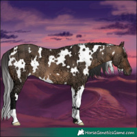 Horse Color:White Spotted Brown Ice Dun 