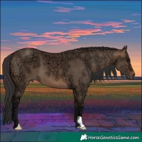 Horse Color:Bay Ice Dun